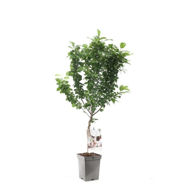 Prunus Dwergkers - Dwergfruit