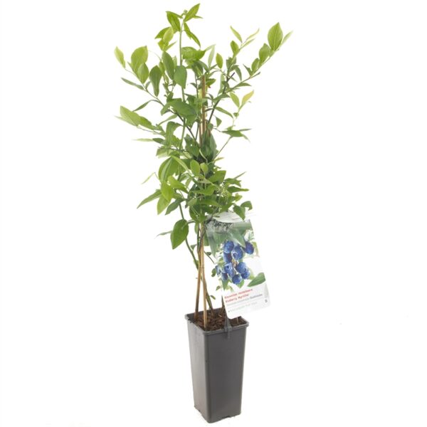 Vaccinium Goldtraube - VP2