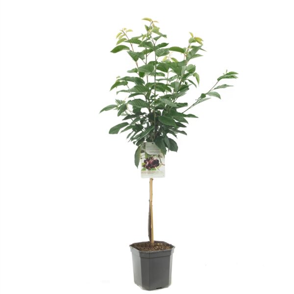 Prunus Hedelfiner Laagstam - Kersenboom