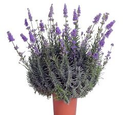 Lavendel Dwarf Blue