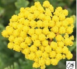 Achillea Gold