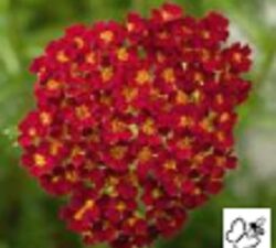 Achillea Mil. Red