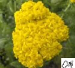 Achillea Mil. Yellow