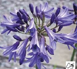 Agapanthus Blue