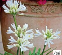 Agapanthus White