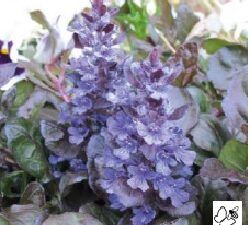 Ajuga Atropurpurea