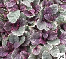 Ajuga Burgundy Glow