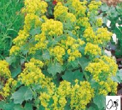 Alchemilla Mollis