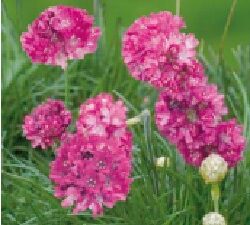 Armeria Maritima Rose