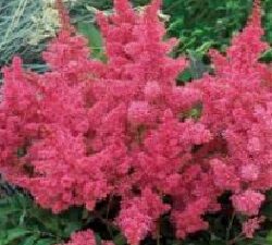 Astilbe D. Rose