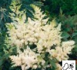 Astilbe Wit