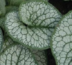 Brunnera